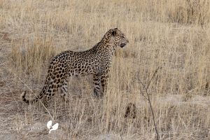 Leopardenbeobachtung Auf Erindi