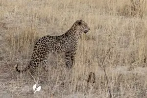 Leopardenbeobachtung Auf Erindi