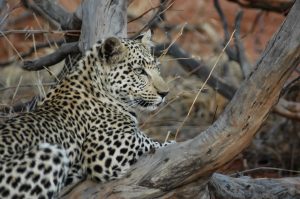Junger Leopard Auf Okonjima