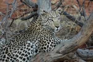 Leopard Auf Okonjima