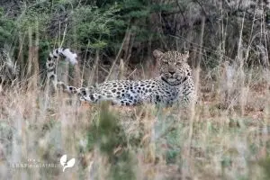 Leopard Auf Okonjima