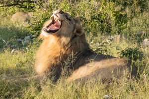 Löwen Bei Klein Namutoni Im Etoschapark