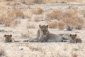 Löwin Mit Welpen Im Etosha Nationalpark