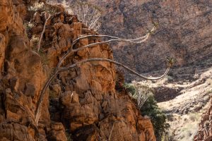 Geologie Und Botanik Am Olive Trail In Der Naukluft