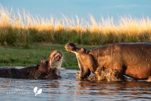 Nilpferdbullen Kämpfen Am Chobe