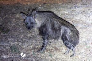 Brown Hyena / Braune Hyäne Auf Okonjima