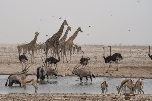 Trockenheit Und Durst Im Etoshapark