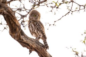 Pearl Spotted Owlet / Perlzwergkauz