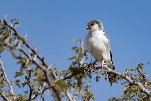 Pygmy Falcon / Halsband Zwergfalke Männlich