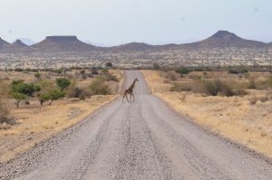 Giraffen Im Damaraland