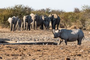 Spitzmaulnashorn Und Elefanten Treffen Sich Am Wasserloch