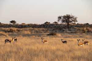 Springböcke In Kalahari