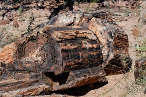 Versteinertes Holz Im Damaraland
