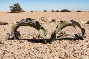 Jungpflanze Der Welwitschia Mirabilis