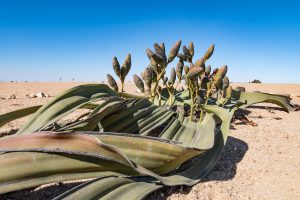 Welwitschia Mirabilis Oder Bainesii In Der Namib