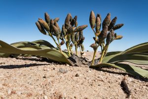 Weibliche Zapfen Der Welwitschia Mirabilis