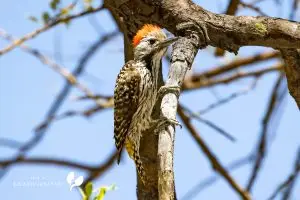 Cardinal Woodpecker / Kardinalspecht