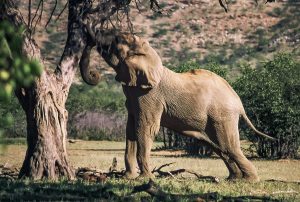 Elefantenbulle Schüttelt Kameldornbaum