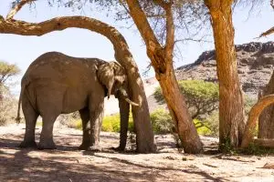 Die Wüstenelefanten Des Damaralandes