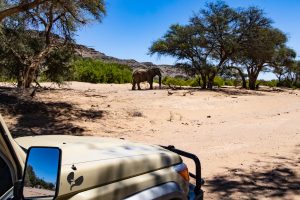 The Desert Elephants Of Damaraland