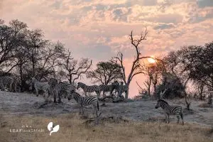 Zebras Im Sonnenuntergang