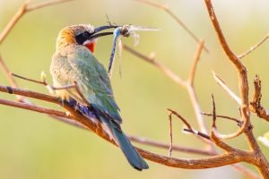 White Fronted Bee Eater / Weißstirnspint & Blue Emperor / Anax