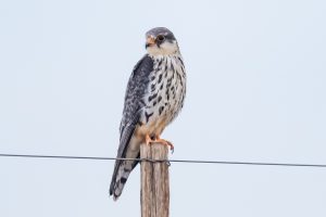 Amur Falcon / Amurfalke / Weiblich