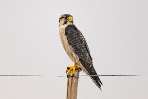 Lanner Falcon / Lannerfalke