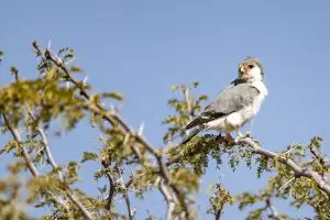 Pygmy Falcon / Halsband Zwergfalke Männlich