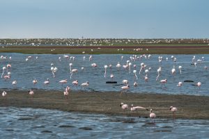 Flamingos Auf Der Lagune