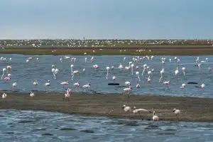 Flamingos Auf Der Lagune