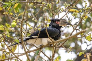 Trumpeter Hornbill / Trompeterhornvogel