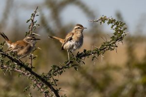 Kalahari Scrub Robin / Kalahari Heckensänger