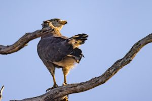 Western Banded Snake Eagle / Bandschlangenadler