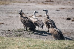 White Backed Vulture / Weißrückengeier