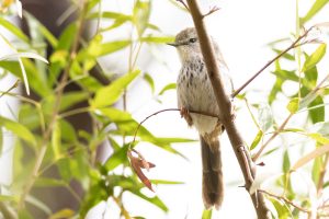 Namaqua Warbler / Namafeinsänger