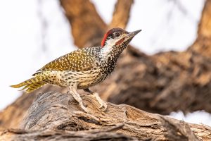 Golden Tailed Woodpecker / Goldschwanzspecht / Subspecies Anders