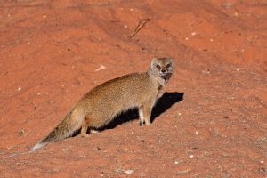 Yellow Mongoose @ Kalahari Park 10