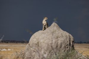 Geparden Auf Termitenhügel Und Jagd