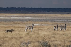 Gepard Und Steppenzebras