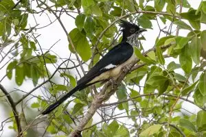 Levaillant's Cuckoo / Kapkuckuck