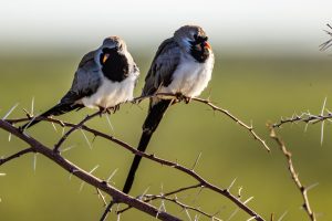 Namaqua Dove / Kaptäubchen