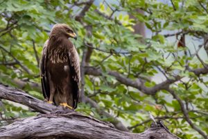 Lesser Spotted Eagle / Schreiadler
