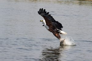 African Fish Eagle / Afrikanischer Schreiseeadler