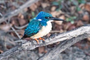 Half Collared Kingfisher / Kobalteisvogel