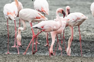 Lesser Flamingo / Zwergflamingo