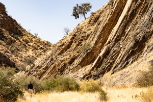 Geologie Und Botanik Am Olive Trail In Der Naukluft