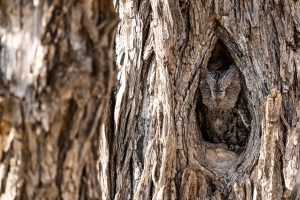 African Scops Owl / Afrika Zwergohreule