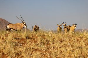 Oryx Mit Kälber Im Namib Rand