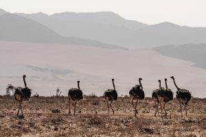 Ostriches / Strausse